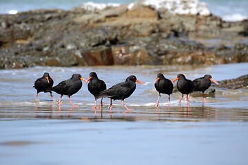 Image showing Variable oystercatchers in a line