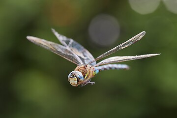 Image showing Dragonfly in flight