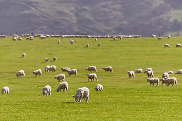 Image showing Sheep in the grass