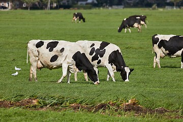 Image showing Cows on a farm