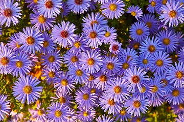 Image showing Small Prurple Flowers