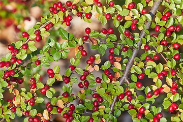 Image showing Rosehips herb closeup