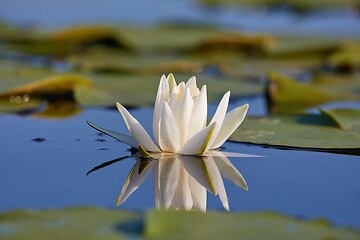 Image showing White Water Lily