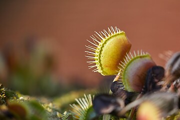 Image showing Venus flytrap carnivorous plant