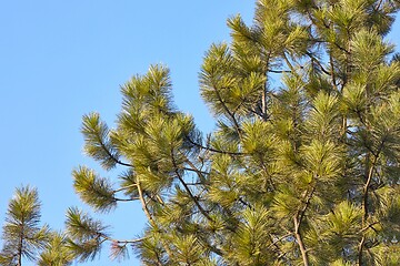 Image showing Pine tree closeup shot