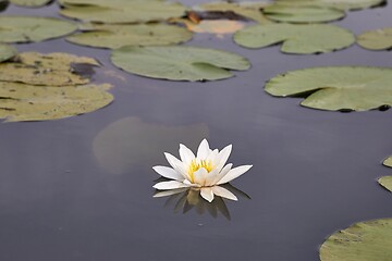 Image showing White Water Lily