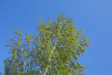 Image showing Spring Green Leaves