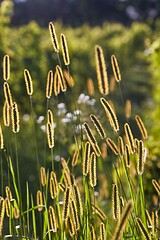 Image showing Meadow with backlit green plants