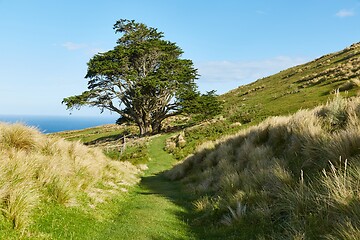 Image showing Beautiful green landscape in New Zealand