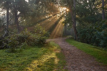 Image showing Forest with light rays