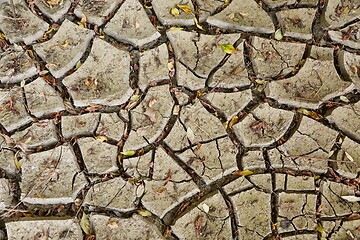 Image showing Dry sediment soil cracks appearing