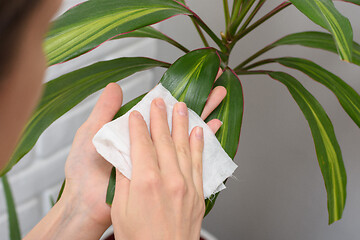 Image showing Girl wipes dust from long-stemmed indoor plants
