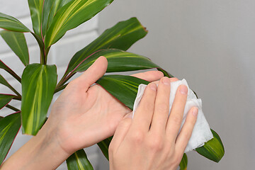 Image showing Cleaning the apartment, wipes dust with plants with a napkin
