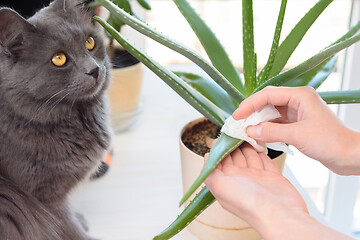 Image showing A cat watches a girl caring for domestic plants