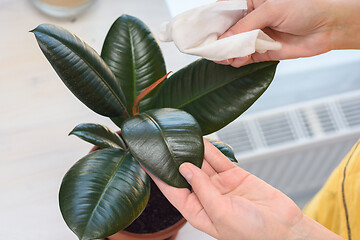 Image showing Girl wipes dust from indoor plants, close-up