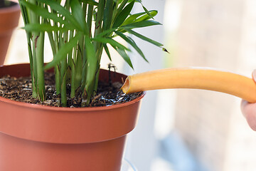 Image showing Watering a chamedorea plant from a watering can close-up