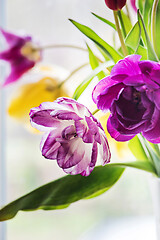 Image showing Multicolored tulips in a vase,