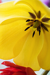Image showing Yellow tulip in a vase.