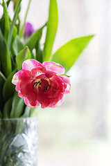 Image showing Pink tulip in a vase, window on the background