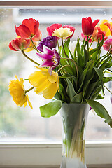 Image showing Multicolored tulips in a vase,