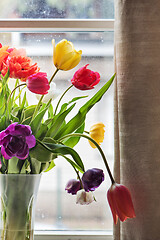 Image showing Multicolored tulips in a vase,