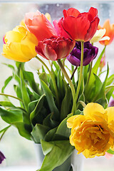 Image showing Multicolored tulips in a vase,