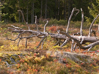 Image showing Old tree