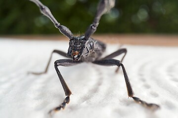 Image showing Longhorn beetle crawling on a napkin