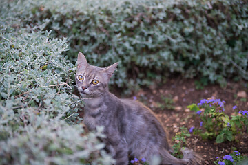 Image showing Cat on Dubrovnik, Croatia