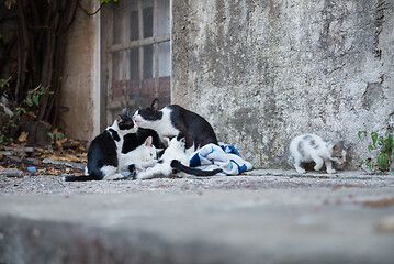 Image showing Cat family on Dubrovnik, Croatia