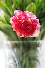 Image showing Pink tulip in a vase, window on the background