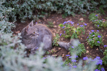 Image showing Cat on Dubrovnik, Croatia