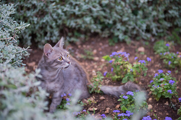 Image showing Cat on Dubrovnik, Croatia