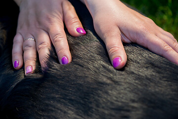 Image showing Human hands doing dog massage