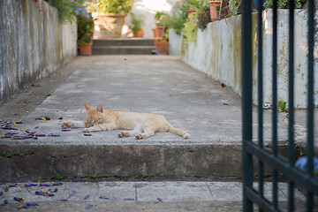 Image showing Cute cat sleeping on the street near house