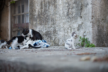 Image showing Cat family on Dubrovnik, Croatia