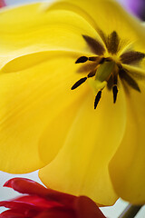 Image showing Yellow tulip in a vase.