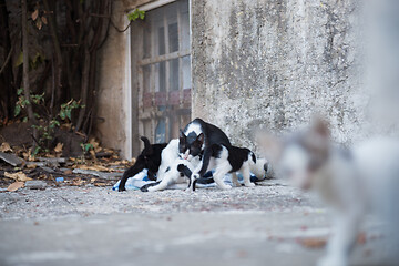 Image showing Cat family on Dubrovnik, Croatia