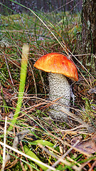 Image showing Orange cap boletus