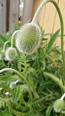 Image showing Unblown poppy bud