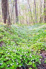 Image showing Oxalis acetosella or common wood sorrel. Close up blooming view in spring in the forest