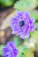 Image showing Purple anemone flower