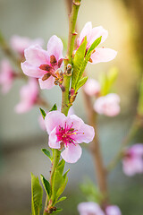 Image showing Macro shot of blooming peach tree over blurred background