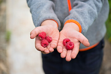 Image showing A handful of fresh raspberry on a hand