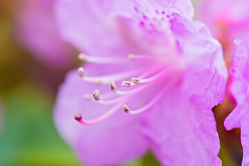 Image showing Macro shot of fresh pink rhododendron over blurred background.