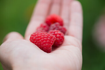 Image showing A handful of fresh raspberry on a hand