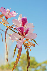 Image showing Close up of the flowers of the White Orchid Tree, Bauhinia Variegata Cv. Candida