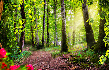 Image showing Green forest in Montenegro