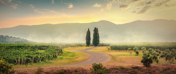 Image showing Vineyards in Montenegro