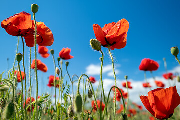 Image showing Red poppy flowers and blue sky
